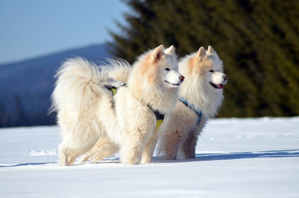 Deux samoyèdes portant des harnais colorés, debout dans la neige avec une forêt en arrière-plan