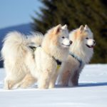 Deux samoyèdes portant des harnais colorés, debout dans la neige avec une forêt en arrière-plan